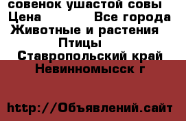 совенок ушастой совы › Цена ­ 5 000 - Все города Животные и растения » Птицы   . Ставропольский край,Невинномысск г.